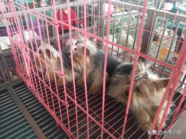 真正的狗市品种,哪里的狗市便宜品种又好种类又多