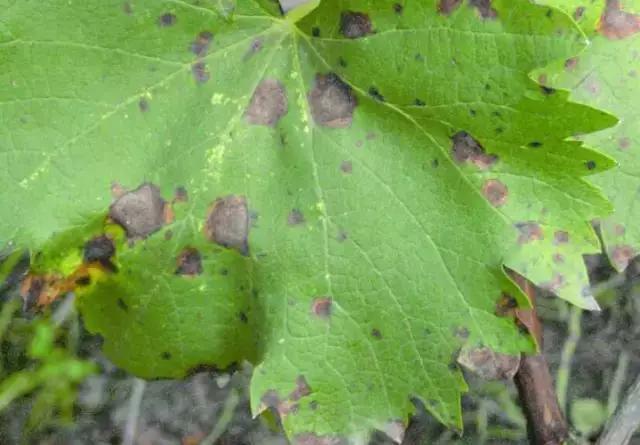 葡萄生理性枯叶怎么处理,葡萄落叶病害治疗