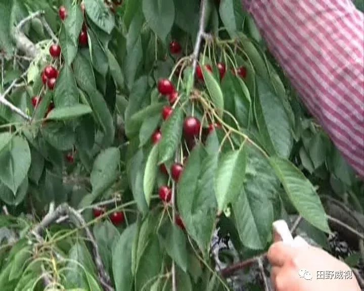 大樱桃防治果蝇用什么药害,大樱桃树夏天果蝇怎样防治