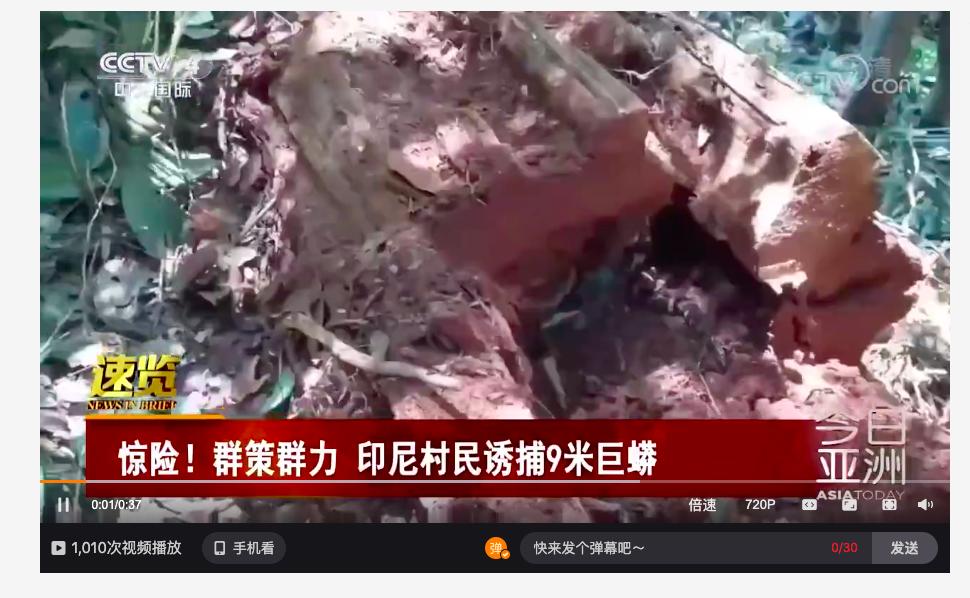 印度尼西亚捕获的巨蟒,印度尼西亚捕获最大的蛇