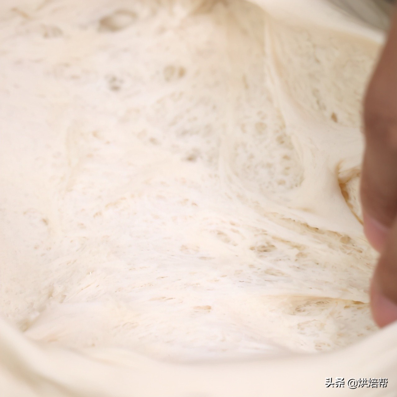 日本爆火吐司,日本生吐司中种