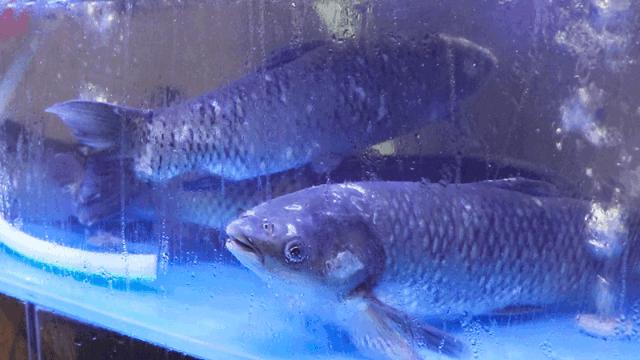 厦门水煮活鱼第一名,13元水煮鱼