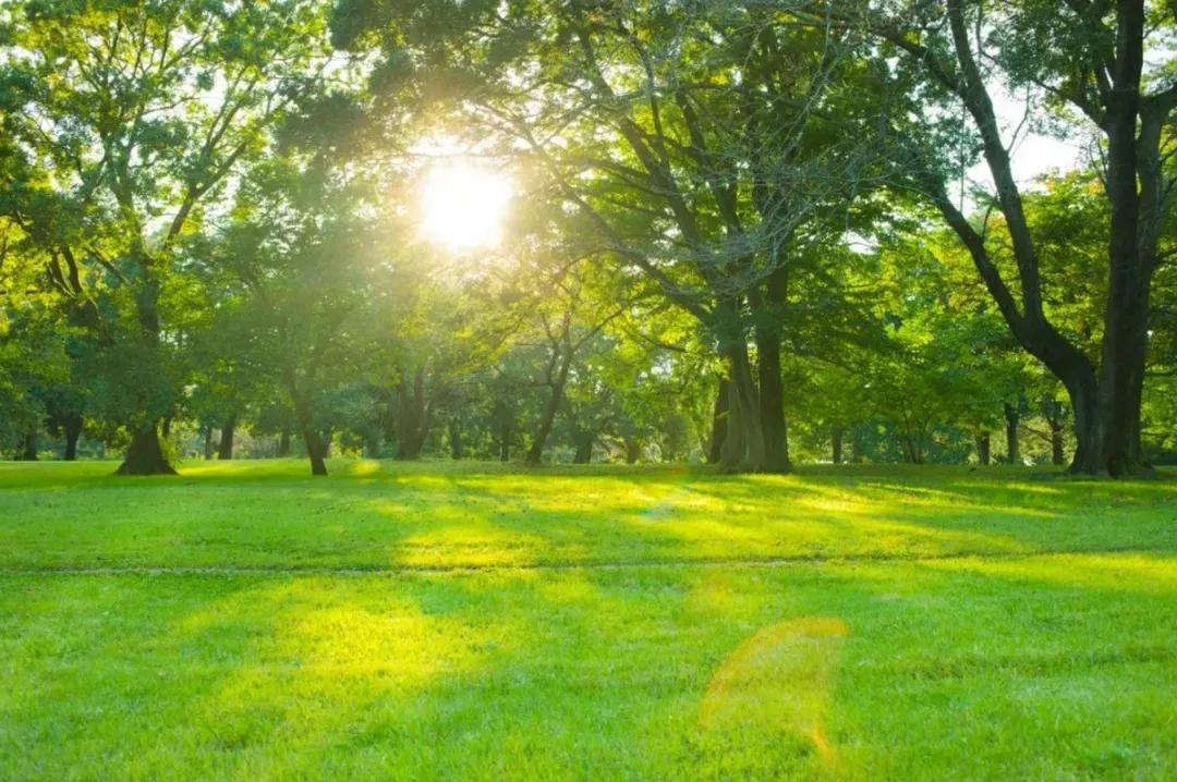 林徽因惊艳的时光,林徽因一片阳光原文