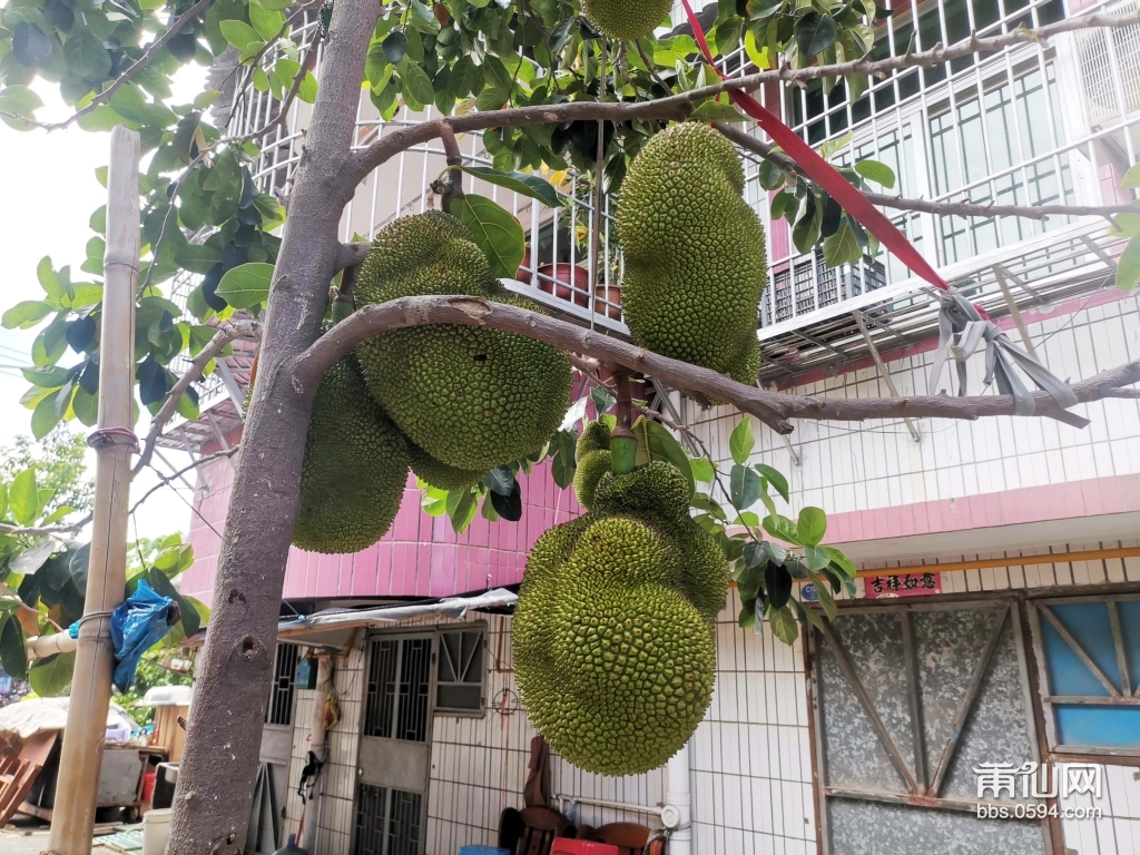 莆田历史名村,福建莆田第一大村