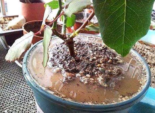 盆土变软,土结块怎么快速弄松换盆