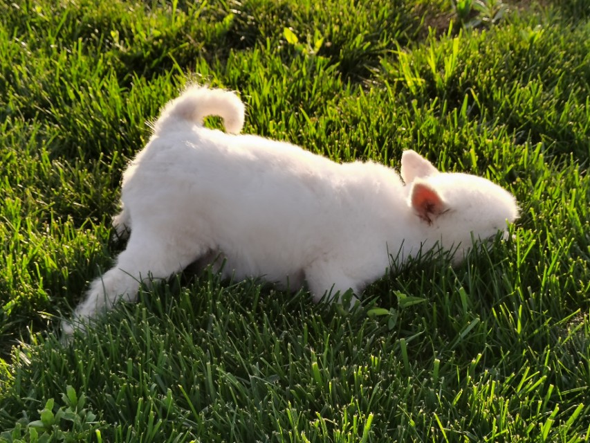 德福，不是人，是只狗！