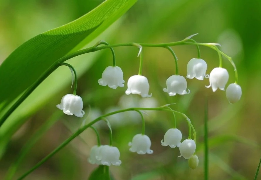 铃兰真的有毒吗,铃兰有毒吗视频