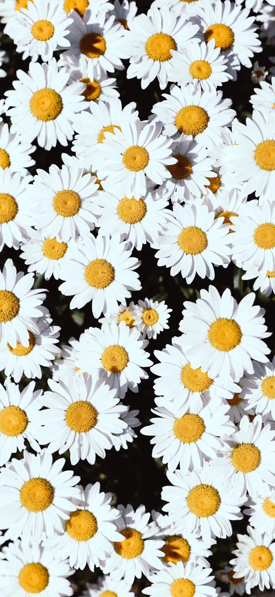 手机壁纸超清4k风生水起专用壁纸,活力壁纸超清4k手机壁纸