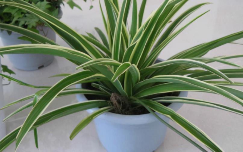 养花黄豆肥怎么做不臭,家里用黄豆怎样自制养花营养肥