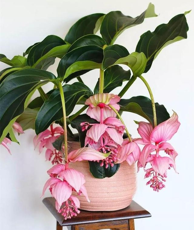 人养花花,人养花花养人哪些花养人