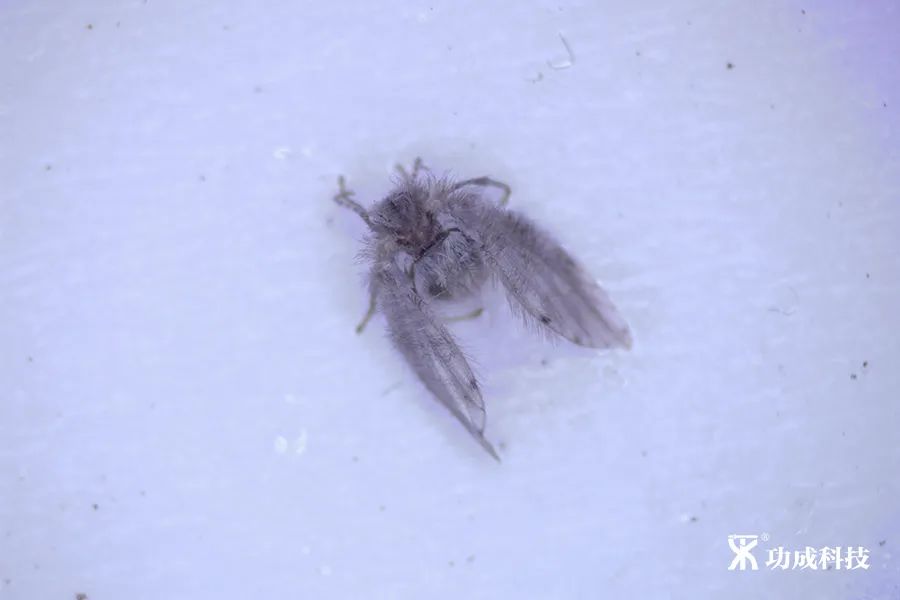 卫生间小虫子蛾蠓怎么来的,卫生间有小虫蛾蚋怎么治