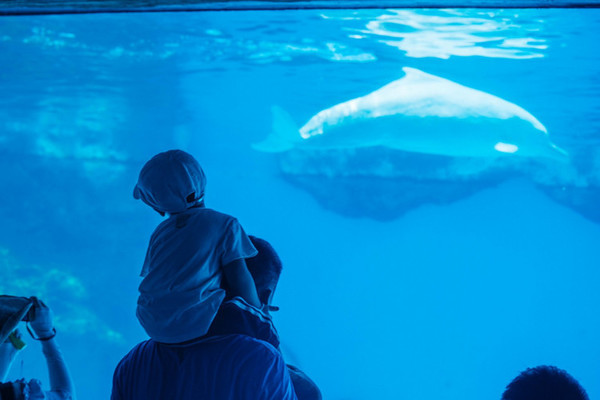 珠海长隆旅游攻略一天自由行,珠海长隆旅游攻略三天自由行