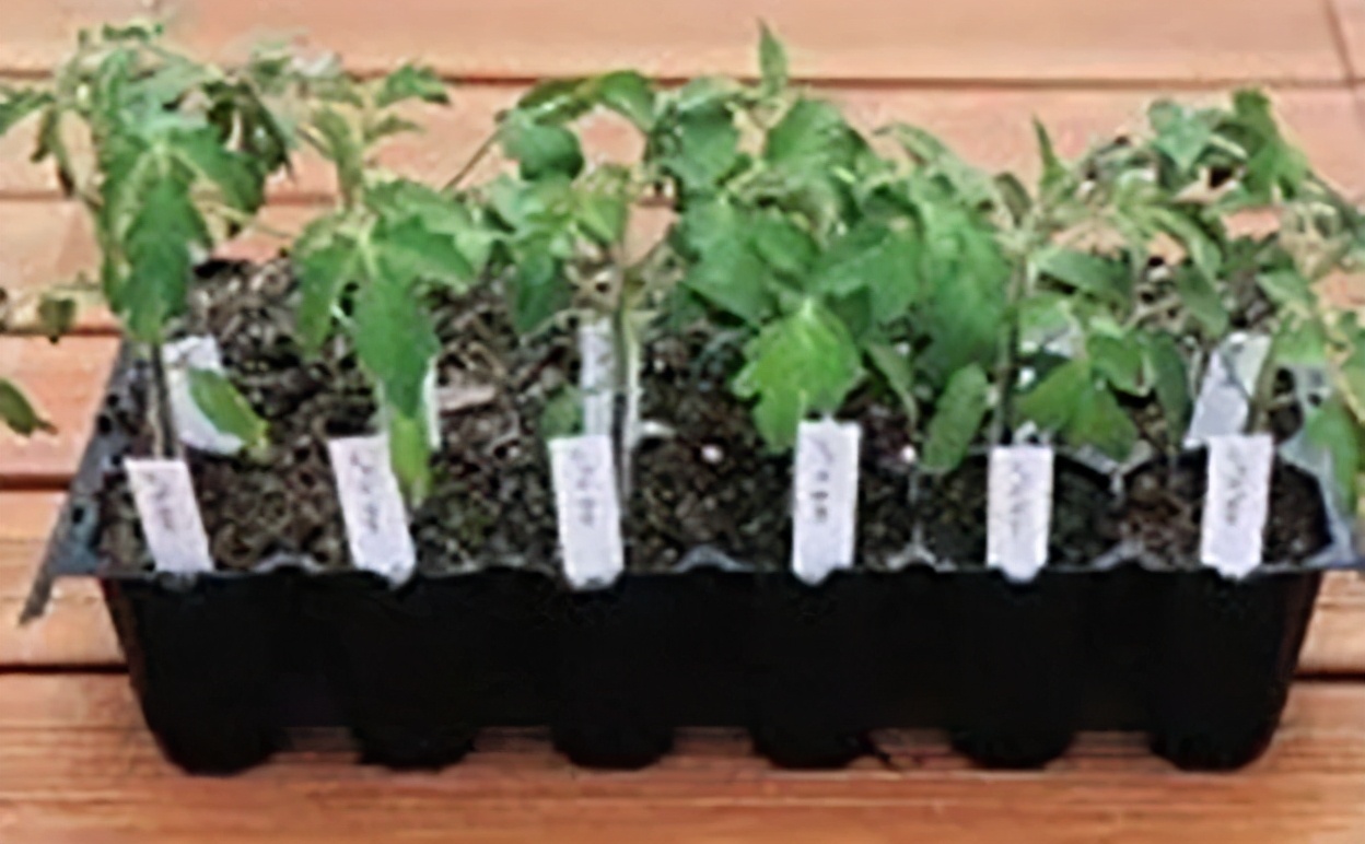 番茄种植过程如何避免死苗,番茄种植技术及解决方法