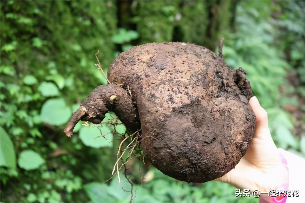 绿萝和山乌龟,山乌龟和绿萝