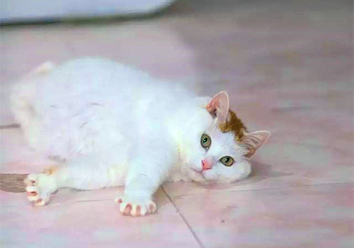 猫咪缺钙瘸脚是什么样的,猫咪跛脚是狂犬病吗
