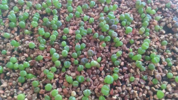 怎么促进生石花开花,生石花怎么生根快