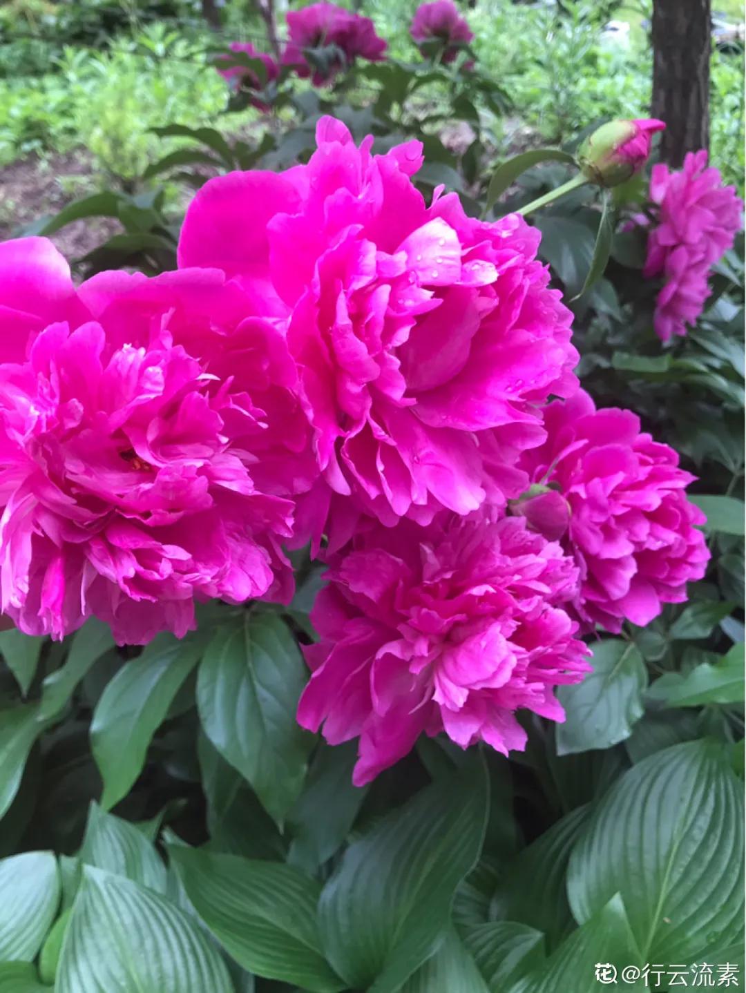 春天开的花有哪些常见又漂亮,十大名花在春天开的有哪些