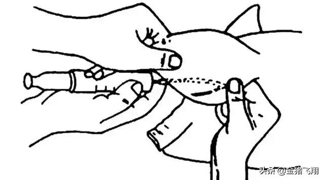 正确的给猪打针方法实图,给猪打针的技巧视频