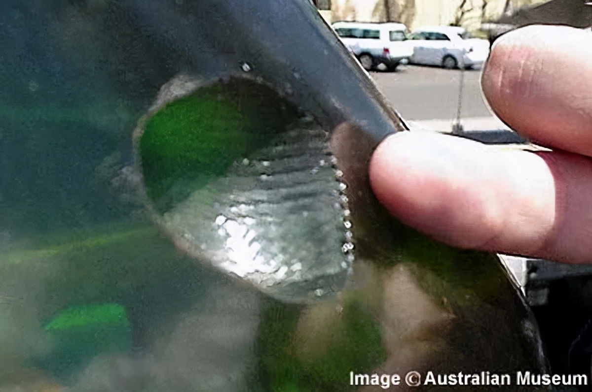 身长才50厘米的达摩鲨究竟有多狂,巨齿鲨有多恐怖一口能咬死鲸鱼