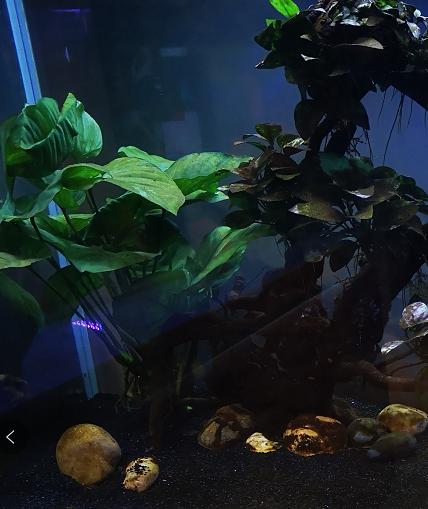 鱼缸养什么鱼不用经常换水,养热带鱼不进行水循环