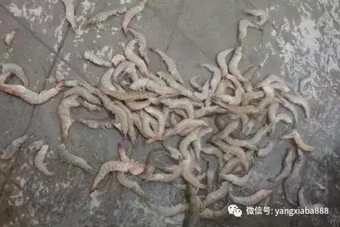 目前最好的高密度养虾技术,养鱼虾新技术