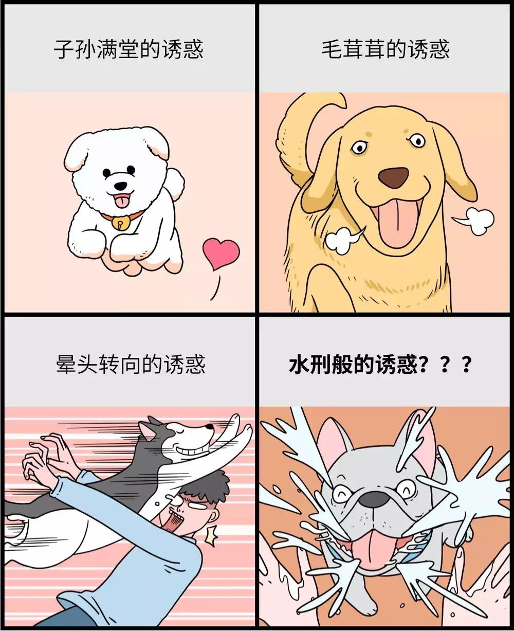 养狗和养猫的区别太真实了,养狗和养猫的五大区别