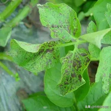 马铃薯病害知识与防治书籍,马铃薯黑胫病病害及防治方法