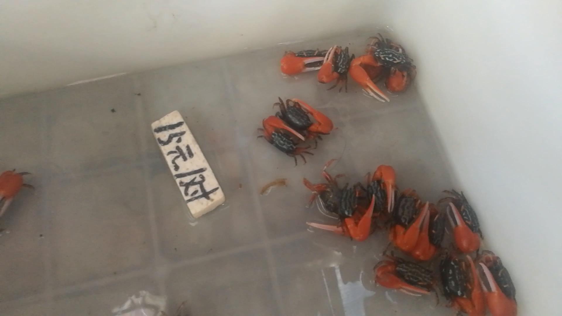 2020年北京观赏鱼批发市场夜市,观赏鱼夜市北京