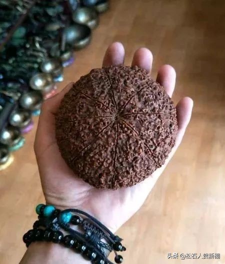 半个手掌大的金刚，一颗值500美元？