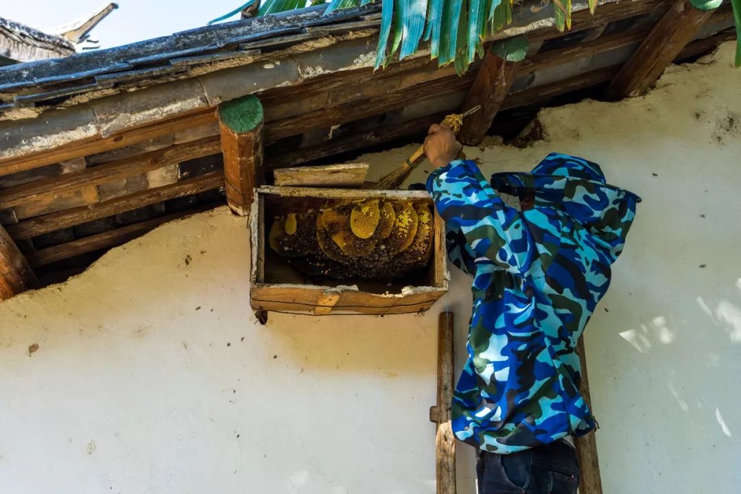 土蜂蜜取蜜全过程,土蜂蜜正确取蜜方法
