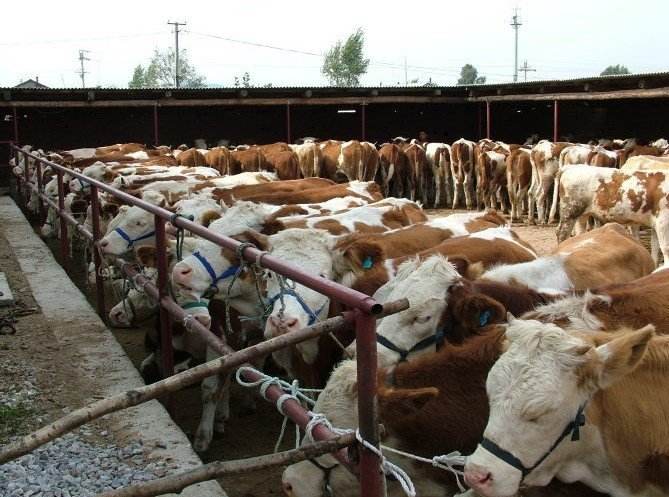 农村养殖牛羊鸡猪哪个利润高,2022目前养殖猪前景怎么样