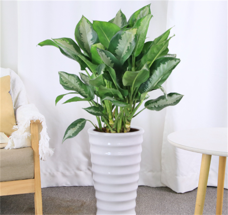 适合院子里种植的耐阴耐寒的植物,十大客厅耐阴绿植冬天不死的植物