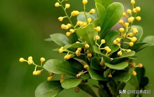 米兰花不变色吗怎么养好,米兰花冬季养护注意事项