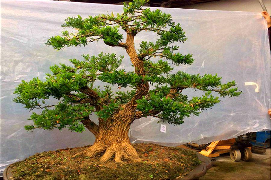 黄杨盆景怎么养才能养好,养盆景诀窍想知道吗