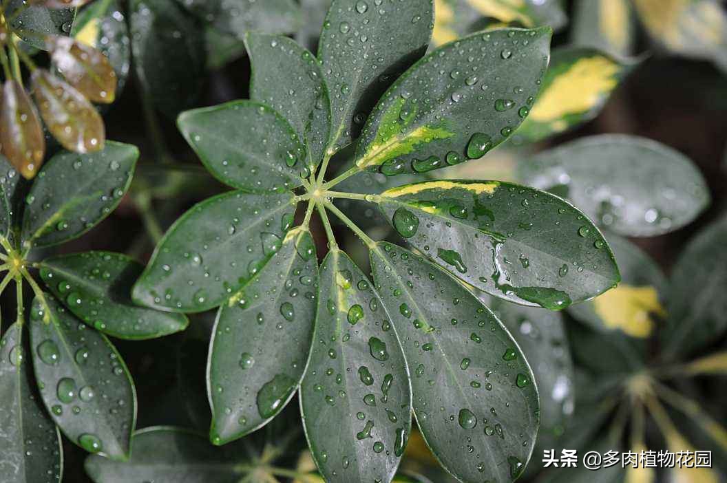 鹅掌木叶变黄掉叶怎么补救,鹅掌木叶子黄斑