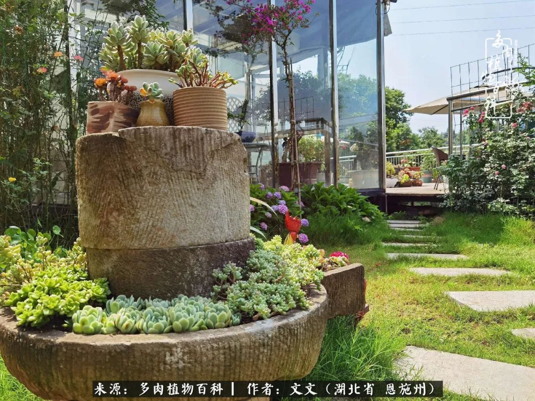 夏季多肉花园图片,初夏多肉花园