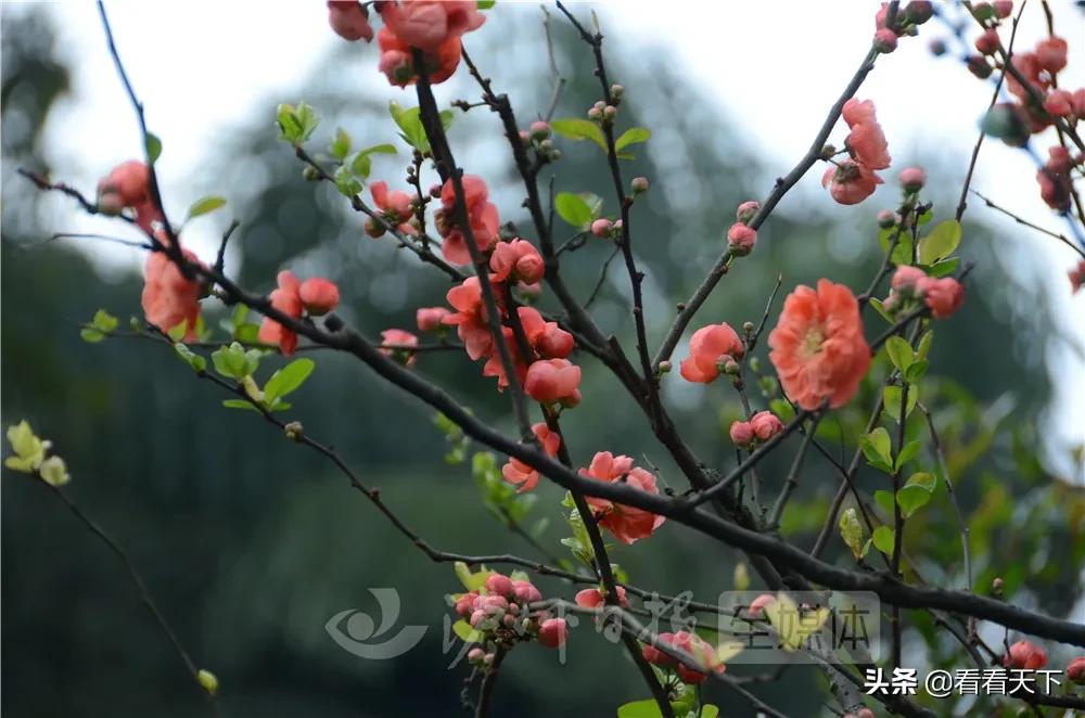 泸州四季花海开放了吗现在,泸州3月赏花胜地心花怒放在哪