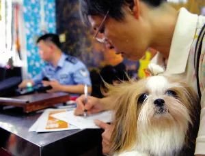 不办狗证狗被抓,不办狗证的狗被抓走会怎样