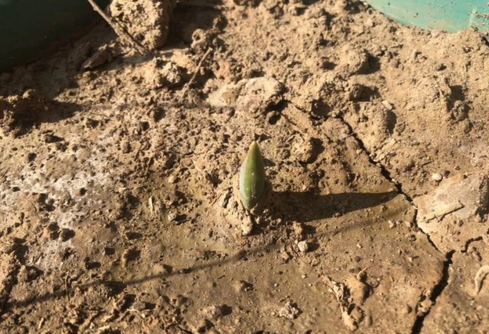 适合北方的球根植物,适合北方室内的种球