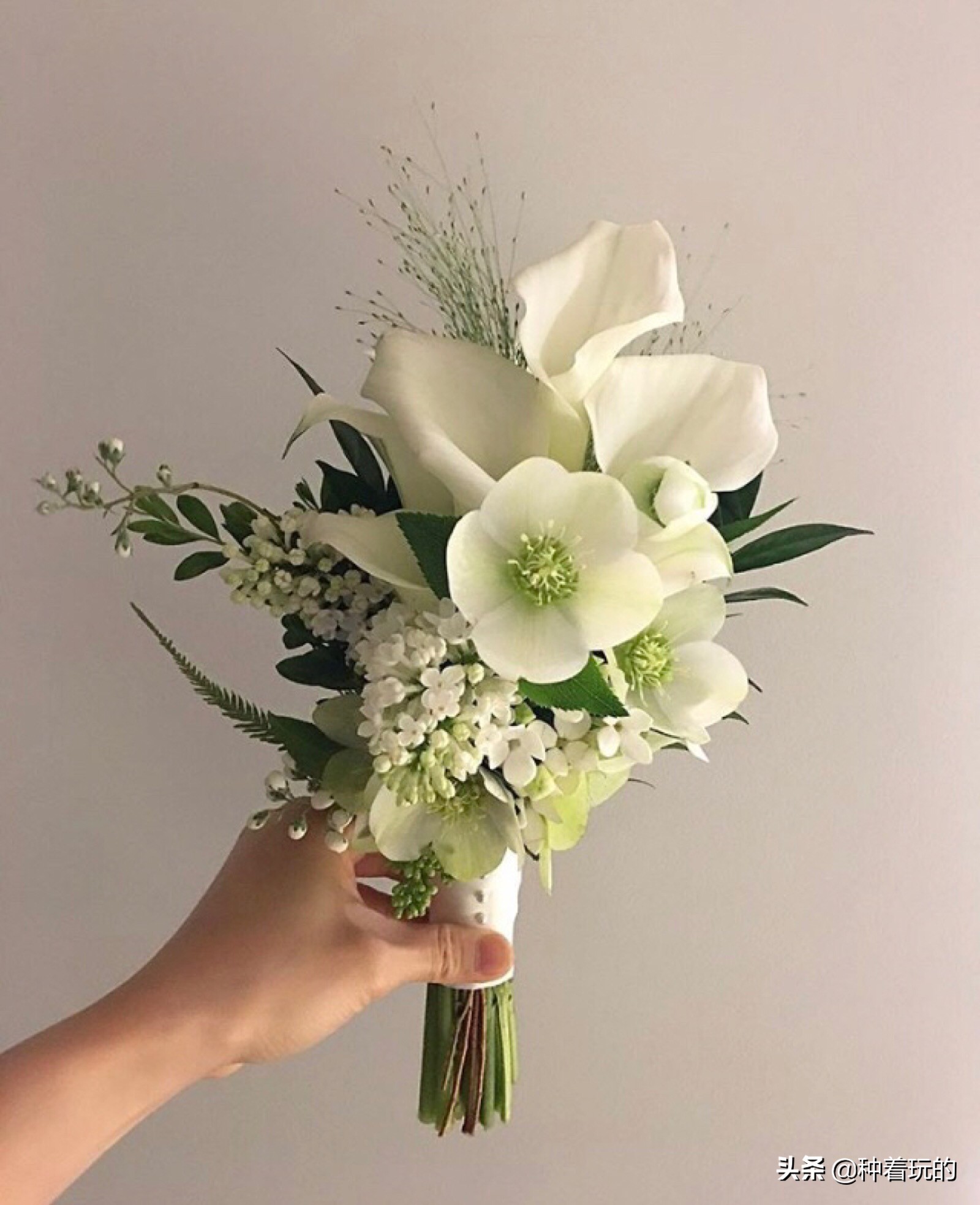 纯洁优雅的少女绽放的马蹄莲从天降落的圣光你心动了吗