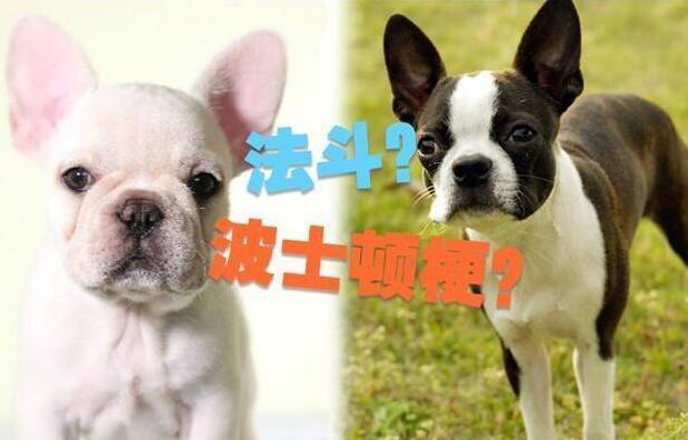 狗能分辨双胞胎狗吗,你能分清这5对相似的狗狗吗