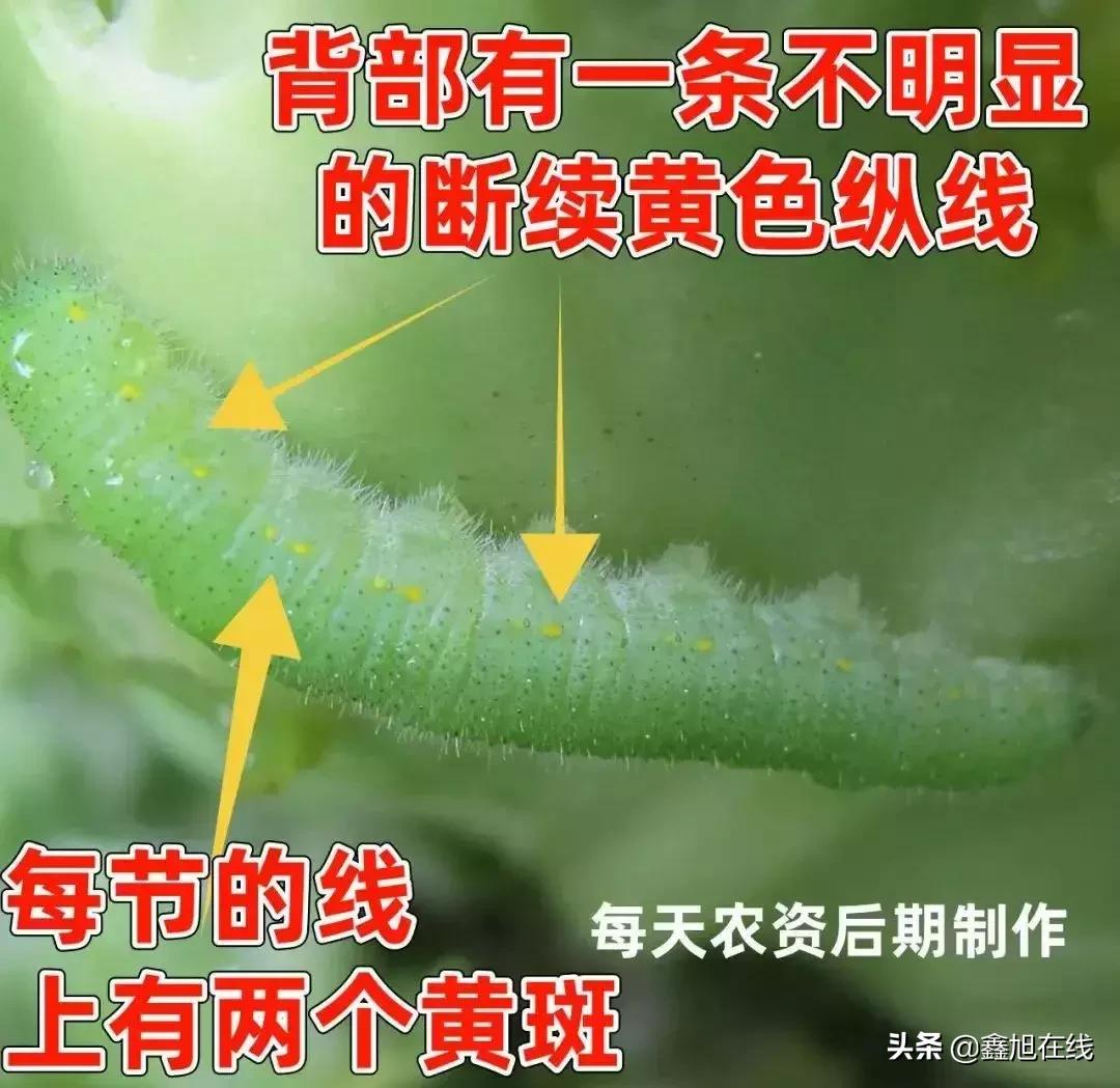 9大肉虫防治，赶紧认清