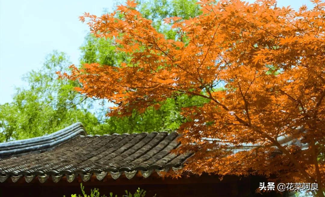 吴王阖闾陵墓上的虎丘,虎丘是吴王谁的墓