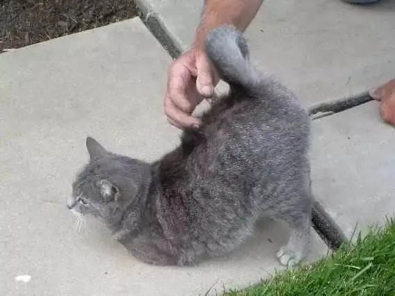 猫咪小百科猫咪身上的神秘小开关,猫咪身上那些神奇的小开关