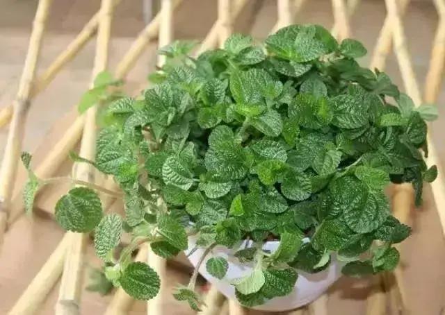 净化空气吸甲醛最好的花排名,什么花净化甲醛效果好