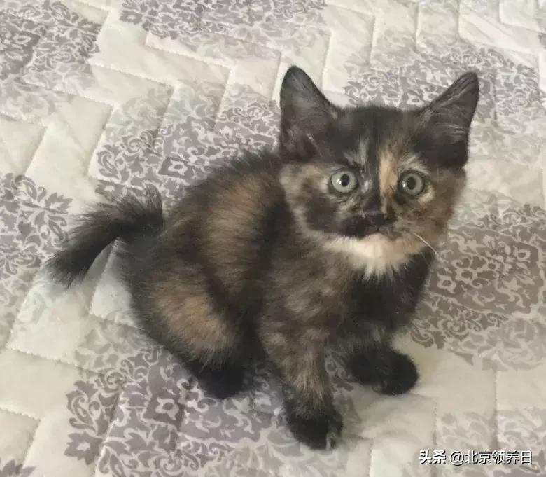 喵星人第二季,喵星人第2季免费观看