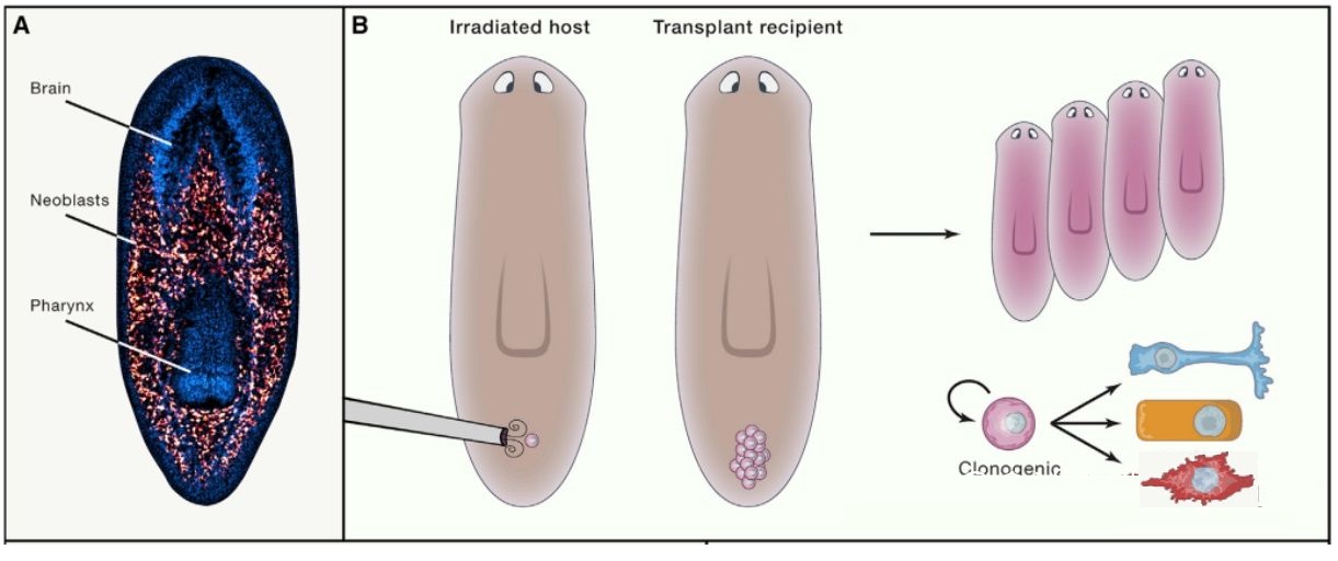 科学家发现的神秘恐怖生物,科学家发现的恐怖生物