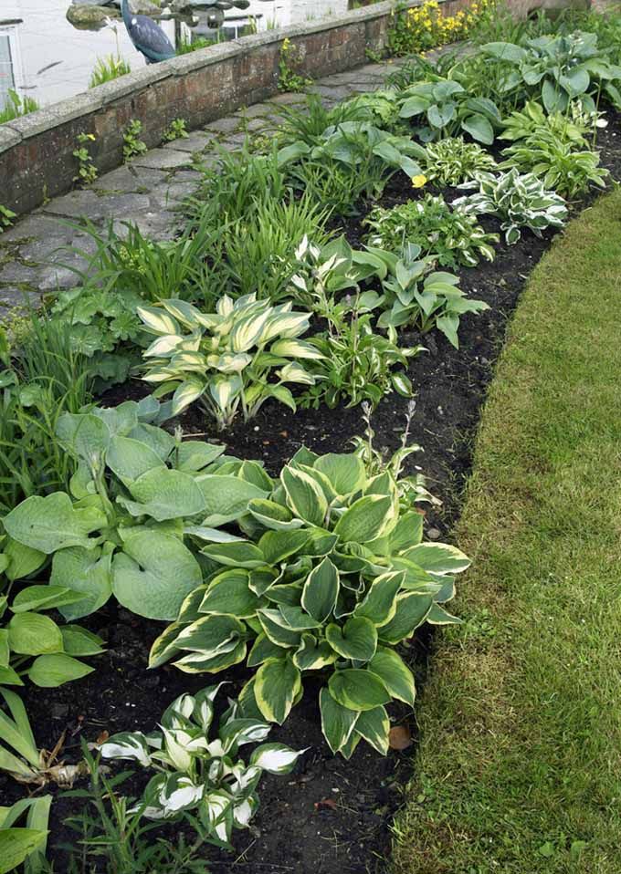 玉簪花怎么养最好,玉簪花过冬怎么处理