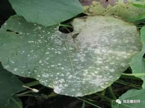 文玩葫芦的病虫,文玩葫芦预防花叶病教程
