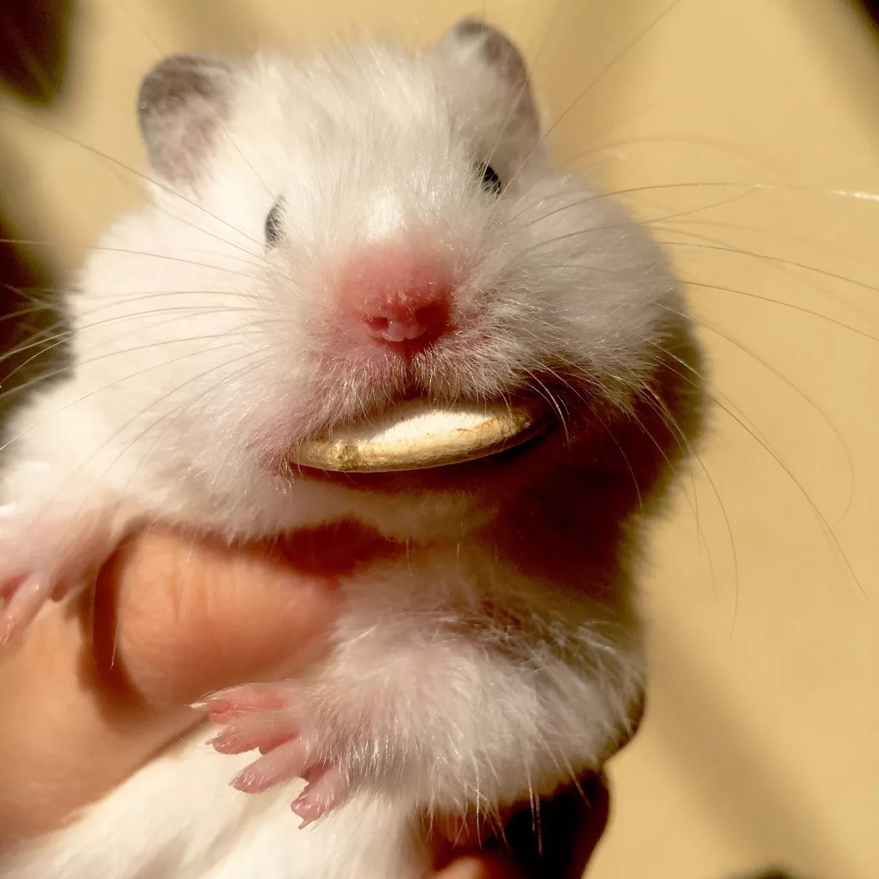 特别的萌给特别的你